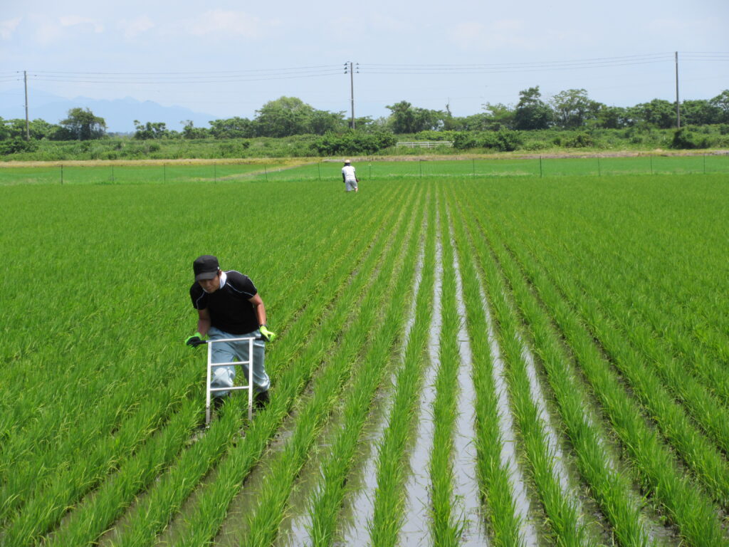 がんばって除草してます