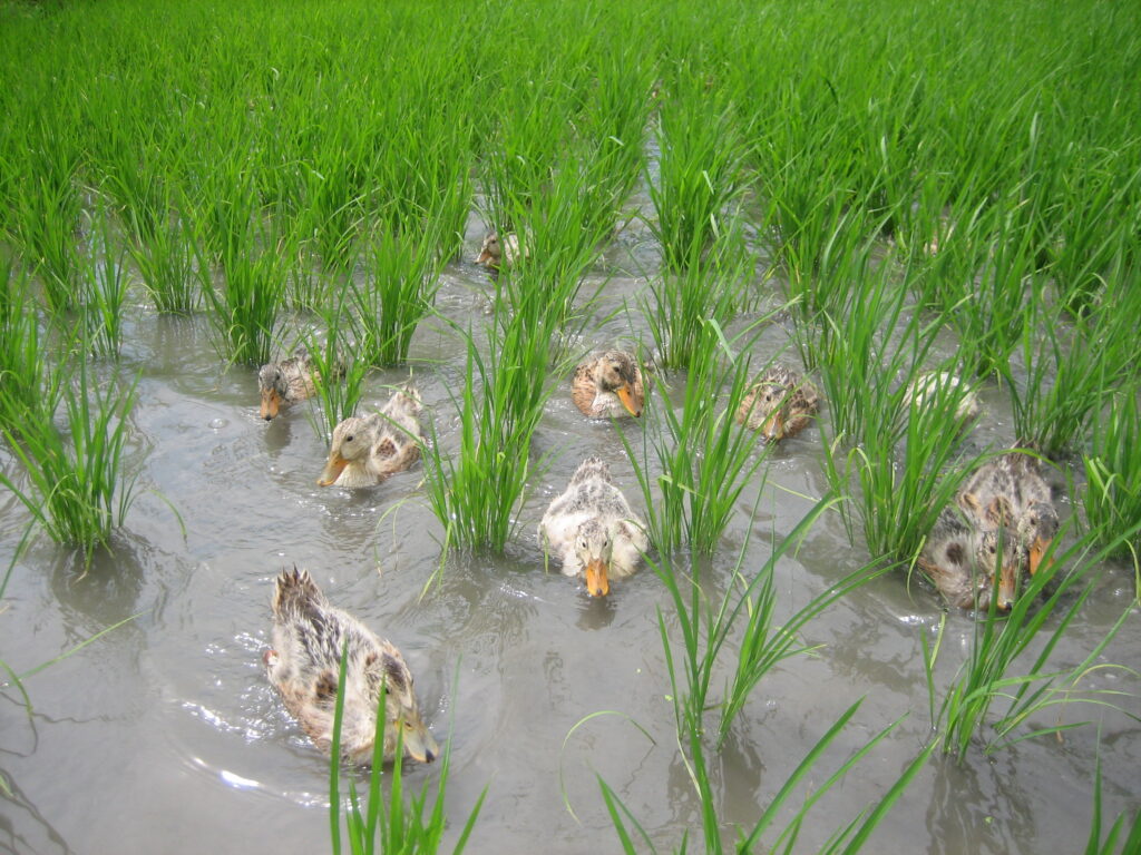 除草だけでなく、水をかき回してくれるので、酸素がまんべんなく行き渡ります