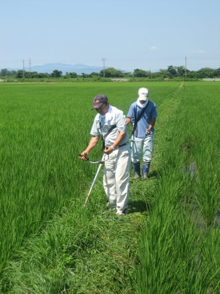 あぜ道の草刈りも忘れずに